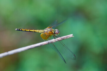 Close-up view of  dragonfly perching on dry twig