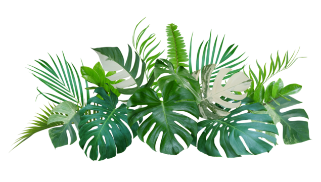 Bouquet of tropical green leaves botanical decorative arrangement nature backdrop isolated on transparent background