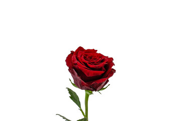 le rose