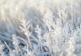 frozen grass in the snow