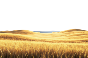 Golden Wheat Field Under Clear Sky. Agricultural Abundance And Rural Tranquility Isolated On Transparent Background