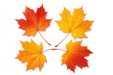Maple leaves displaying a colorful gradient from red to yellow, creating a beautiful autumn element with a transparent background