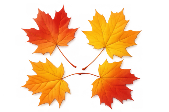 Maple leaves displaying a colorful gradient from red to yellow, creating a beautiful autumn element with a transparent background