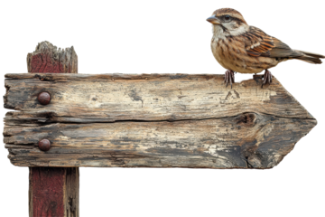 Rustic Wooden Signpost With Sparrow Perched Top. Nature And Direction Concept Isolated On Transparent Background