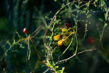 red and yellow flower