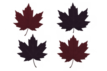 Autumn maple leaves in red and purple shades against a transparent background representing fall season and canada symbol