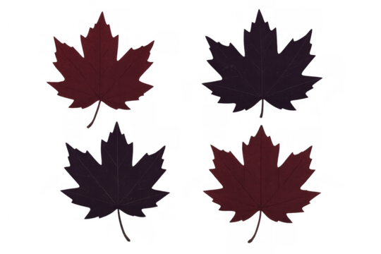 Autumn maple leaves in red and purple shades against a transparent background representing fall season and canada symbol