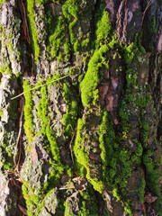 a wallpaper with moss and moisture on wood