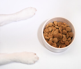 A Jack Russell Terrier paws are placed beside a food bowl on a white table.