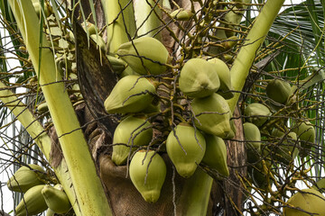 Young coconut on the tree