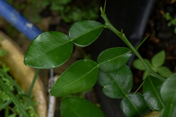 Lime leaves, Kaffir lime leaves for cooking flavoring