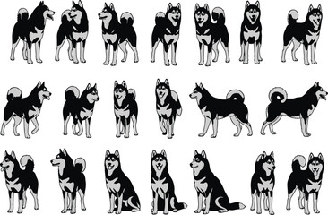 Siberian Husky dog poses, black and white illustrations, breed anatomy, character design, pet reference, canine stance, animation sheet
