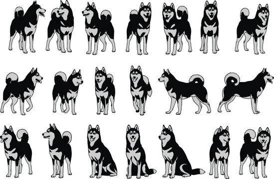 Siberian Husky dog poses, black and white illustrations, breed anatomy, character design, pet reference, canine stance, animation sheet