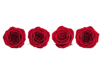 Four deep red roses arranged in a line against a black background