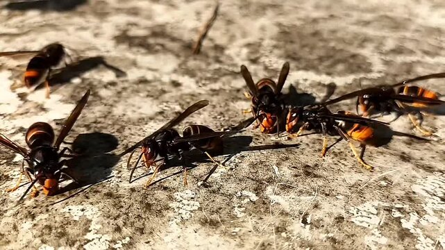 


(군집 강조): 2K 고화질 등검은말벌 떼의 군집 활동, 낡은 패널 위에서 먹이를 찾는 침입종6,(Swarm Focus): 2K High-Res Yellow-legged Hornet Swarm Activity, Multiple Hornets Foraging on Old Surface

 
