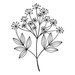 frangfilipendula-hexapetala, line art on white