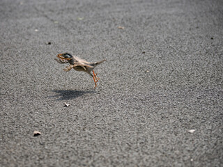 餌を運ぶムクドリ