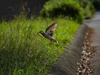餌を捕まえるムクドリ