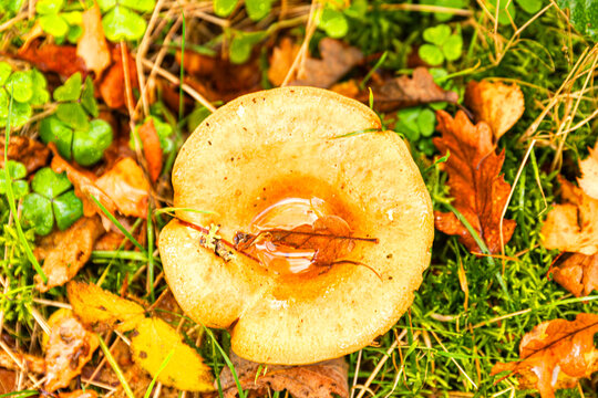 pilze