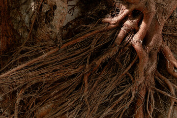 Close-up detail of thick Ficus tree roots intertwined on a surface, displaying rough bark texture and strong organic growth patterns.
