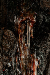 Macro close-up texture of amber-colored tree resin or sap dripping down from rough dark bark, highlighting natural patterns and organic details.