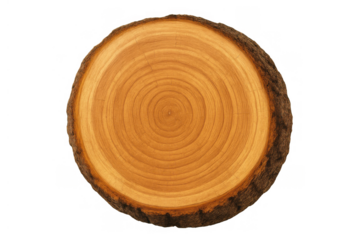 Tree trunk cross section showing annual growth rings and natural bark texture, wood pattern on transparent background