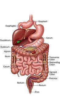 Illustration Showing Human Digestive System Anatomy