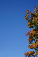 青空と紅葉した楓の木