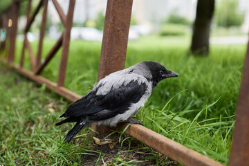 Vibrant morning light highlights curious crow near metal barrier