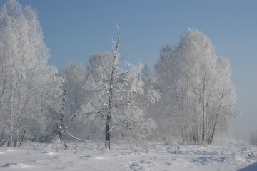 Russian birches in a winter forest. Several birches stand along the road. The birches are covered with frost and snow. The background is fog, a gray sky, a lot of snow on the birches, and frost.