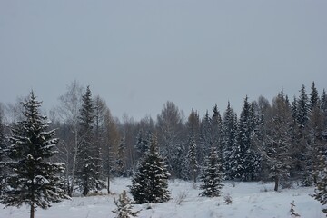There are many coniferous trees in the winter Siberian forest.