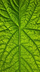 Close-up of a vibrant green leaf, showcasing intricate vein patterns