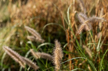 Gros plan sur des plantes aquatiques couvertes de rosée