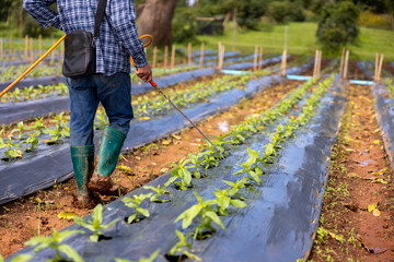 Farmer and worker is working in the farm while spraying organic fertilizer hormone for zinnia flowers for cut flower business in his farm for agriculture industry