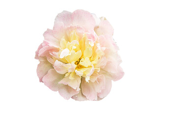 White Peony flower on isolated background Closeup.light pink flower with yellow core. For design. Nature.
