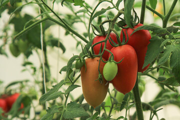 Tomatoes of different stages of ripeness in the greenhouse. farming, organic vegetables, natural farming, vitamins.