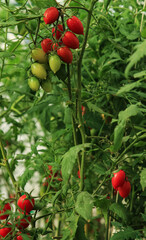 Cherry Bunches Tomatoes of different stages of ripeness in the greenhouse. farming, organic vegetables, natural farming, vitamins.