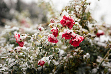 frozen roses