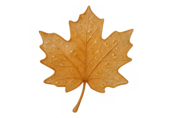 Yellow maple leaf with water drops isolated on transparent background, autumn season symbol