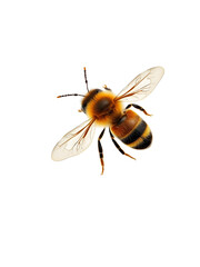 honey bee topview isolated on transparent background cutout