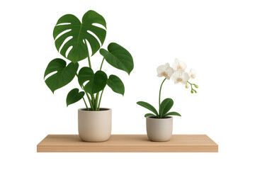 Obraz premium Potted monstera deliciosa and white orchid plants sitting on a wooden shelf, nature decor on transparent background