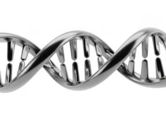 Closeup of a metallic dna double helix structure, isolated on transparent background, representing genetics and science