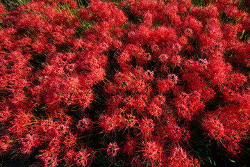 彼岸花の咲いている風景