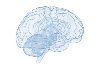Anatomical illustration of a human brain, showing intricate details of the cerebrum, cerebellum, and brainstem, isolated on transparent background