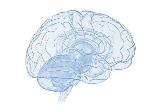 Anatomical illustration of a human brain, showing intricate details of the cerebrum, cerebellum, and brainstem, isolated on transparent background - Powered by Adobe