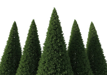 A row of five perfectly shaped green conical evergreen trees isolated on transparent background
