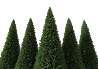 A row of five perfectly shaped green conical evergreen trees isolated on transparent background