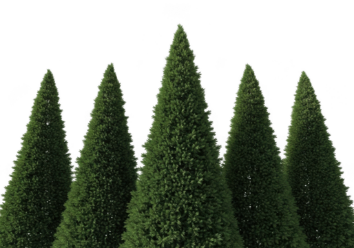 A row of five perfectly shaped green conical evergreen trees isolated on transparent background