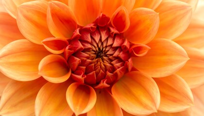 Close-up of a vibrant orange dahlia with detailed petals
