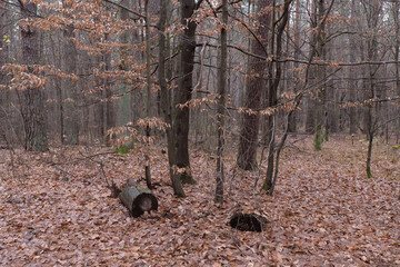 Autumn forest floor with fallen leaves and bare trees,